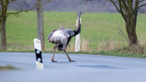 Nandus unter Beschuss