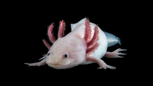 Null Acht Neun:Tapfere kleine Axolotl