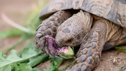 100 Jahre alte Schildkröte „Guggi“ büxt aus - kommt aber nicht weit