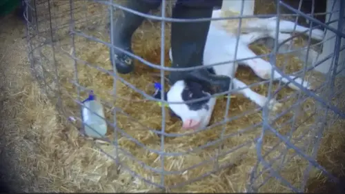 Behörde will Tierhalteverbote für Inhaber und Geschäftsführer von Milchviehhof in Bad Grönenbach