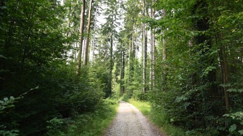 München: Doch kein Kiesabbau im Forst Kasten