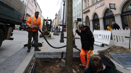 München will für 51 Millionen Euro neue Bäume pflanzen