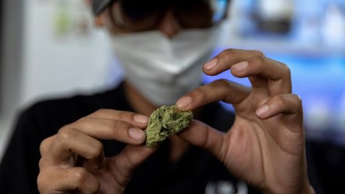 UN-Drogenbericht warnt vor Gesundheitsgefahren durch Cannabiskonsum