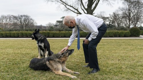 First Dogs:Pfui und aus!