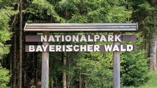 Entlaufende Rothirsche wieder eingefangen