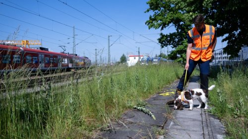 Zweite Stammstrecke: Warum Hunde für die Deutsche Bahn schnüffeln