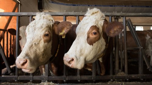 Raisting: Tierarzt wird von Kuh eingequetscht