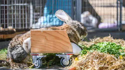 Kommt Häschen in den Stall: „Haddu Rädchen?“
