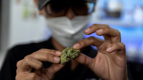 UN-Drogenbericht warnt vor Gesundheitsgefahren durch Cannabiskonsum