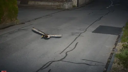 Ente im Blitzflug