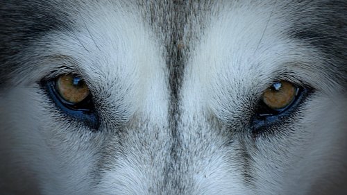 Schutz vor Wölfen in Bayern: Das hilft laut Experten am besten