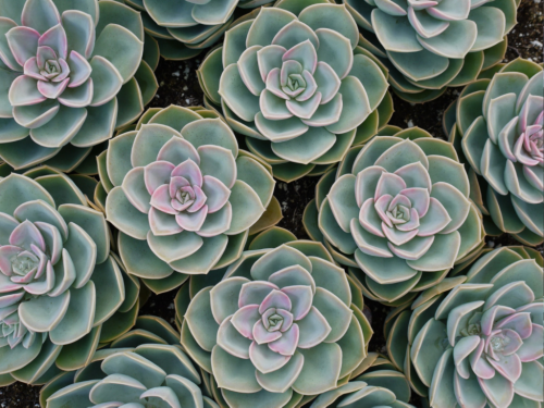 Here's The Secret To Keeping Your Indoor Succulents Alive This Winter