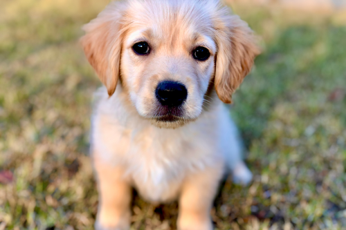 Missing 6-Month-Old Golden Retriever Found in Coal Pit: Inside the Miraculous Rescue