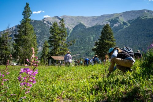 Summit County ski areas use seed collecting, restoration to mend impacts on local environment
