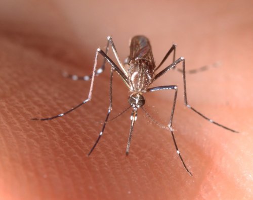 Climate change won’t slow the mosquitoes that carry the Zika virus, study says
