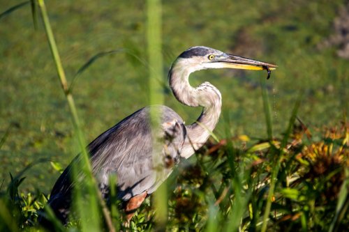 Florida appeals in wetlands permitting fight