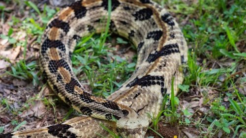 The rattlesnakes are out in Charlotte with the warm weather. Here’s what to know