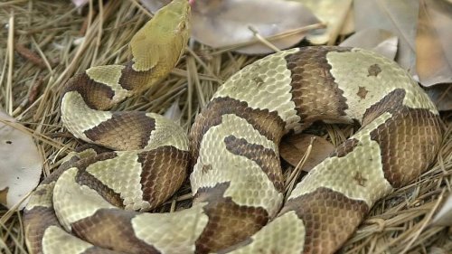 Here’s a list of all of the venomous snakes in Georgia, plus what to do if one bites you