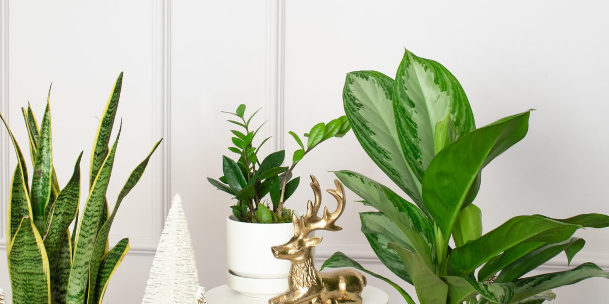 11 Perfect Houseplant Gifts That Will Help You Win the Holidays