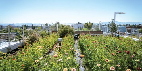 This Stunning Secret Flower Farm Grows Across 15 Apartment Rooftops