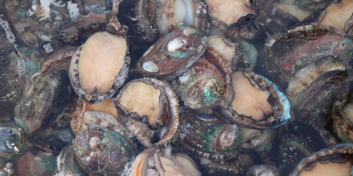 California’s Hidden Abalone Farm Is the Most Unexpected (and Unforgettable) Road Trip Must-Do