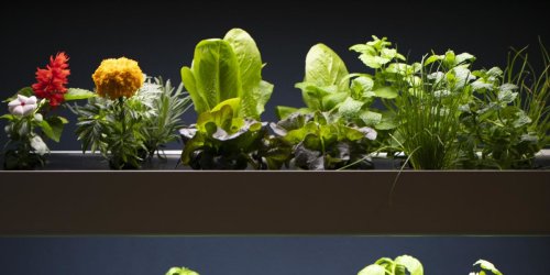 The Indoor Gardening Gear That Can Make Fresh Produce Happen All Year Long