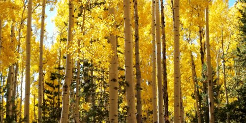 Celebrate National Arbor Day by Admiring These Absolutely Iconic Trees of the West