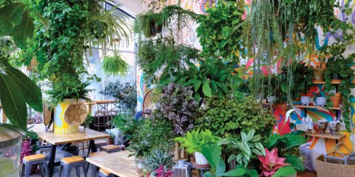 The Houseplants That No One Else Has—And That You Need in Your Space