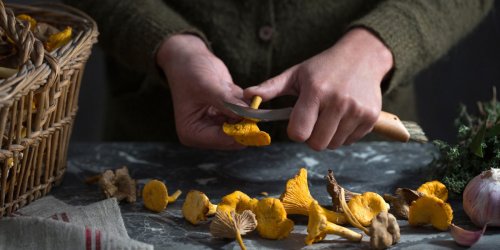 The Gear, the Books, and the Know-How to Finally Get into Foraging