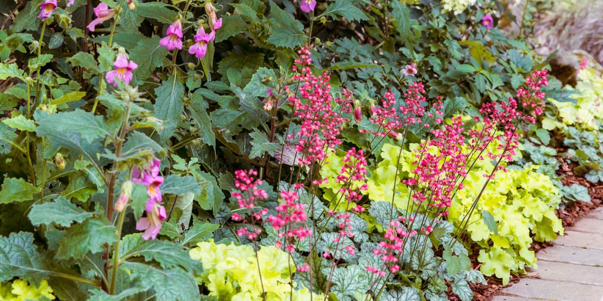 How to Protect Your Plants from Late-Summer Heat: Your August-September Garden Checklist