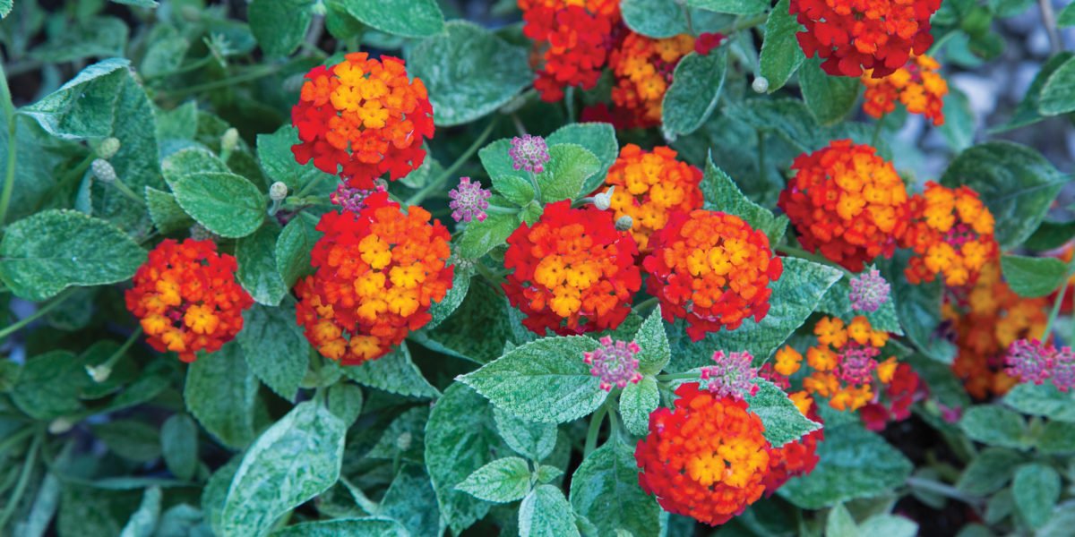 Feeling the Heat? Try These Drought-Tolerant Plants in Your Garden Now