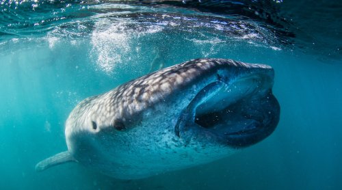 Yes, You Can Swim With Whale Sharks in the Bay Jacques Cousteau Called ‘The World’s Aquarium’