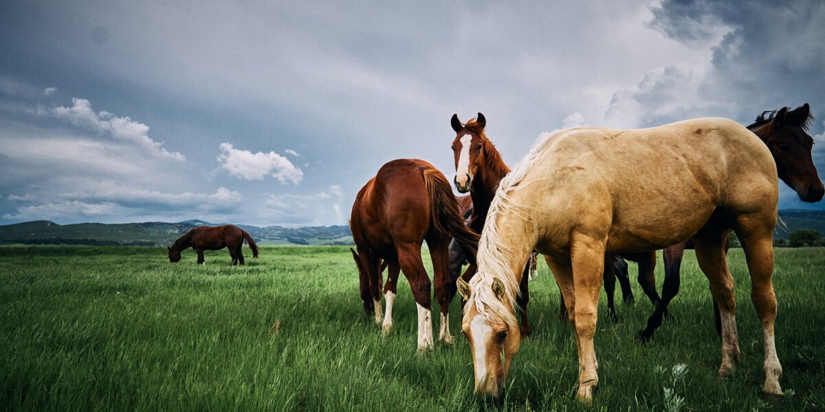 Live Out Your Western Fantasies at These Rad Ranches