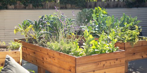 Save the Tomatoes! How to Protect Your Raised Bed from a Heat Wave