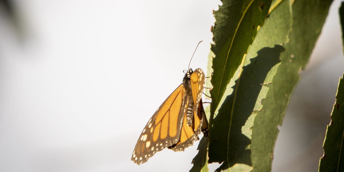 The Monarch Butterfly Needs Your Help: How to Plant Milkweed and Nectar Plants