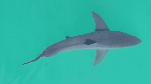 Leading Shark Research Lab Loses Funding, Great Whites to Run Rampant in CA