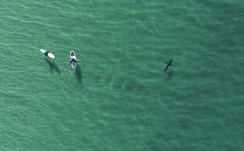 Great White Sharks Near Surfers 97% of the Time in CA Waters, Study Shows