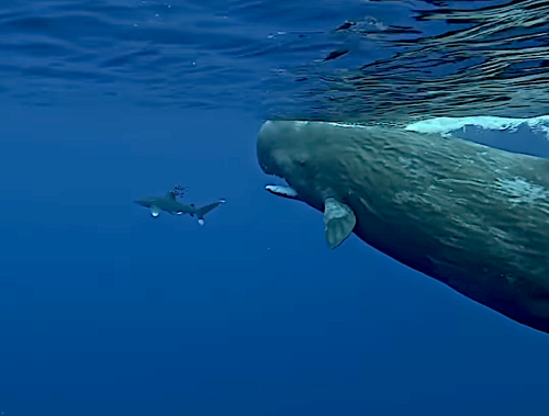 Whales “Protect” Diver from Bloodthirsty Shark (Video)