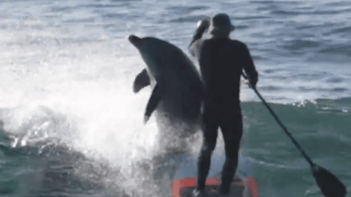 Standup Paddleboarder Gets Absolutely Wrecked by Flying Dolphin (Clip)