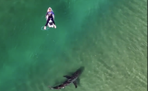 Watch Epic Drone Footage of Great White Sharks Cruising By Surfers in SoCal Lineups