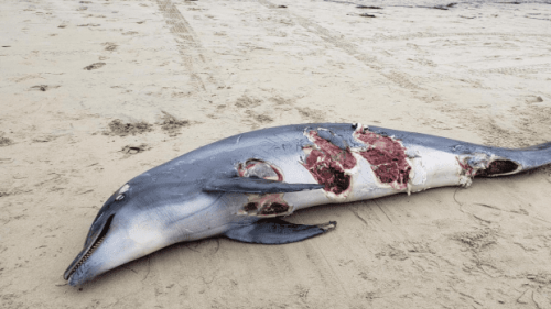 Video: Sharks Gobble Dolphin Near Popular San Diego Surf Spot