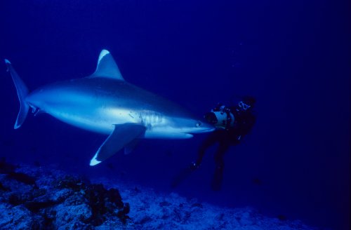 The 7 Best Shark Documentaries Every Surfer Should See