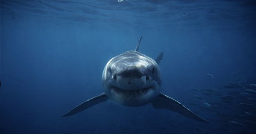 Another Shark Attack in South Australia After 4 Fatalities
