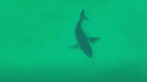 Video: Large Great White Shark Chases Drone Shadow Like a Cat to a Laser Pointer