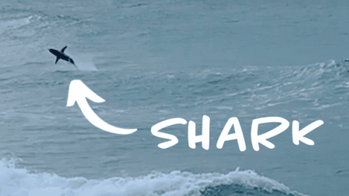 Clip: Playful Shark Beats Hydrofoil Surfer in Mock Heat with ‘El Rollo’ Maneuver