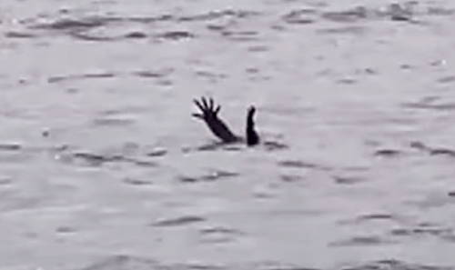 Crocodile Fakes Drowning to “Lure Humans into Water” (Video)