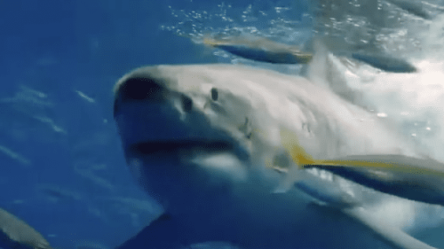 Cocaine-Addicted Sharks Are Attacking Florida Surfers (Video)