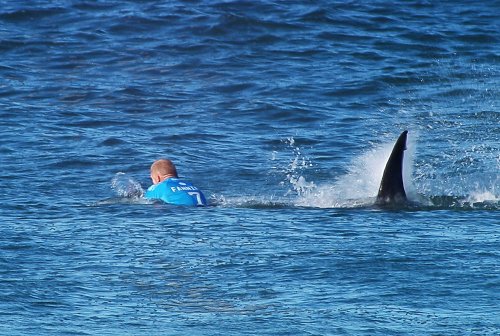 Shark Advice for Mick Fanning: “Nothing to Worry About!”