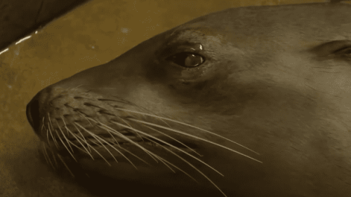 Sea Lions Are Biting Surfers in Southern California | Flipboard