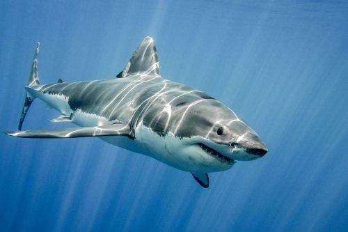 The most shark-infested waters in the world